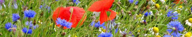 Nettoyons et Fleurissons notre ville Nettoyons et Fleurissons notre ville