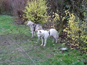 DSC04129-copie